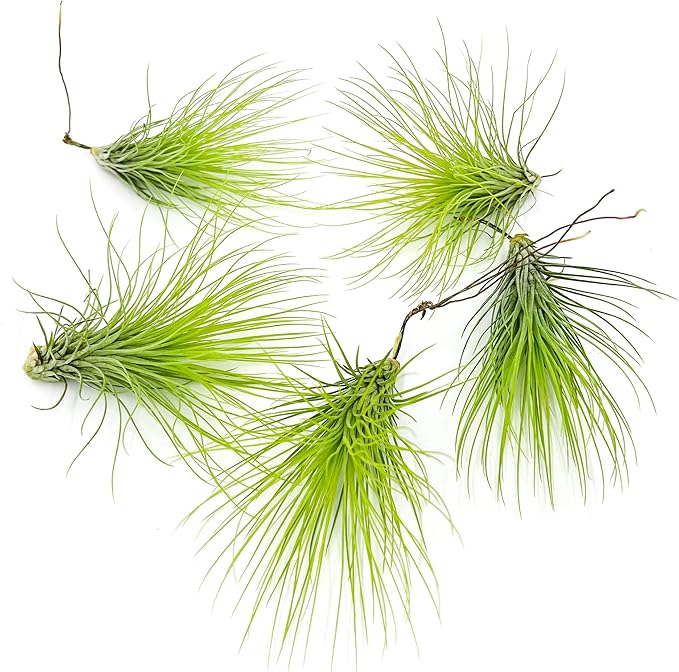 Air Plants - Tillandsia Andreana, Large 4-6" - 5ct - Live Arrival Gauranteed - House Plants for Home Decor & Gift-PawvioPets