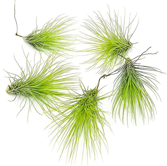 Air Plants - Tillandsia Andreana, Large 4-6" - 5ct - Live Arrival Gauranteed - House Plants for Home Decor & Gift-PawvioPets