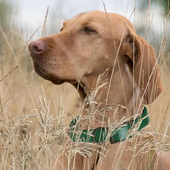 Dogline Biothane Waterproof Dog Collar Strong Coated Nylon Webbing with Black Hardware Odor- Proof for Easy Care Easy to Clean High Performance Fits Small Medium or Large Dogs, Hunter Green-PawvioPets