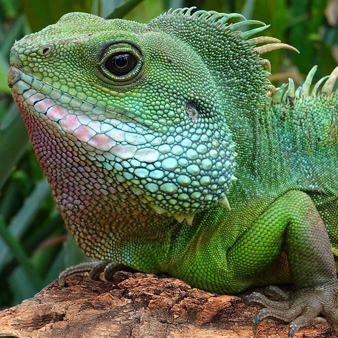 Amosfun 4pcs Reptile Bark Cork Wood Bark Decor Cork Flat Bedding for Bearded Dragon Lizard Geckos Tortoise, Random Size 3.2 to 5.5Inch-PawvioPets