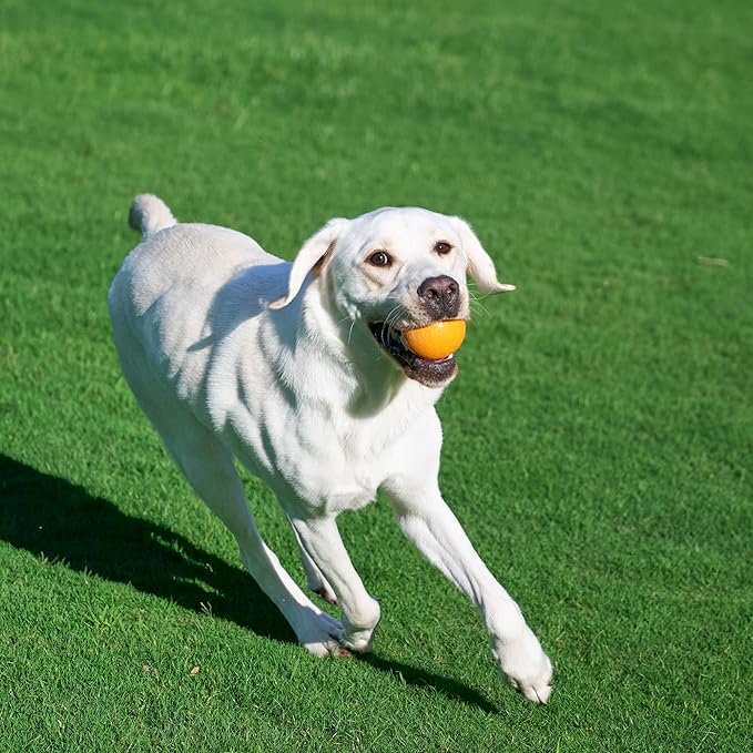 Amazon Basics Dog Toys, Interactive Fetch Rubber Balls, (Pack of 2), 3 inch, Blue, Orange-PawvioPets