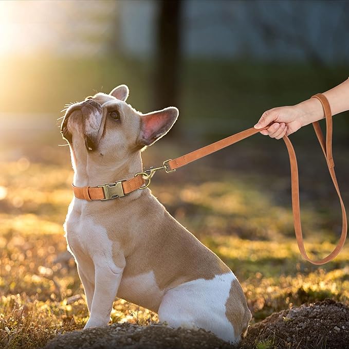 Didog Soft PU Leather Dog Collar, Stylish Quick Released Dog Collars for Medium Dogs, Easy Clean Adjustable Pet Collar for Daily Walking, Light Brown, M Fit 13-21" Neck-PawvioPets
