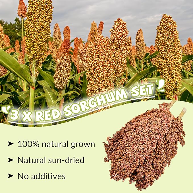 Fhiny Millet Spray for Birds, 3 PCS Natural Sun-Dried Red Sorghum Grain for Birds Seed Original Parrot Treats & Supplement Parakeet Food for Cockatiels Lovebirds Finches Budgies Pigeons Hamsters-PawvioPets