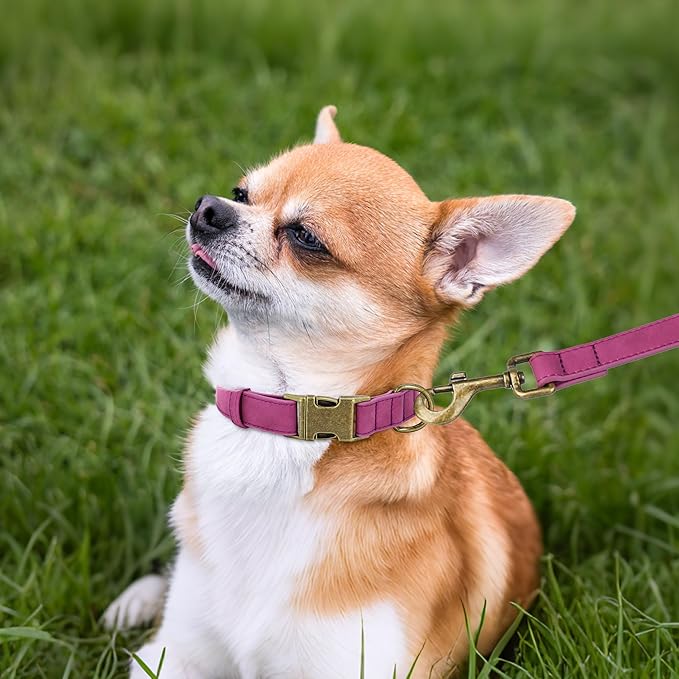 Didog Soft PU Leather Dog Collar, Stylish Quick Released Dog Collars for Small Dogs, Easy Clean Adjustable Pet Collar for Daily Walking, Purple, S Fit 10-16" Neck-PawvioPets