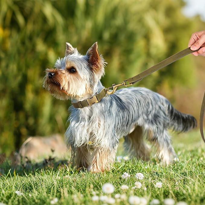 Didog Soft PU Leather Dog Collar, Stylish Quick Released Dog Collars for Small Dogs, Easy Clean Adjustable Pet Collar for Daily Walking, Dark Green, S Fit 10-16" Neck-PawvioPets