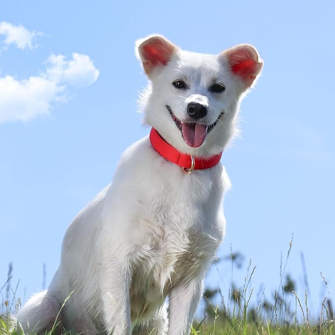 Didog Soft Padded Dog Collars for Small Dogs, Lightweight and Breathable Dog Collar with Metal Buckle for Puppy, Red, S-PawvioPets