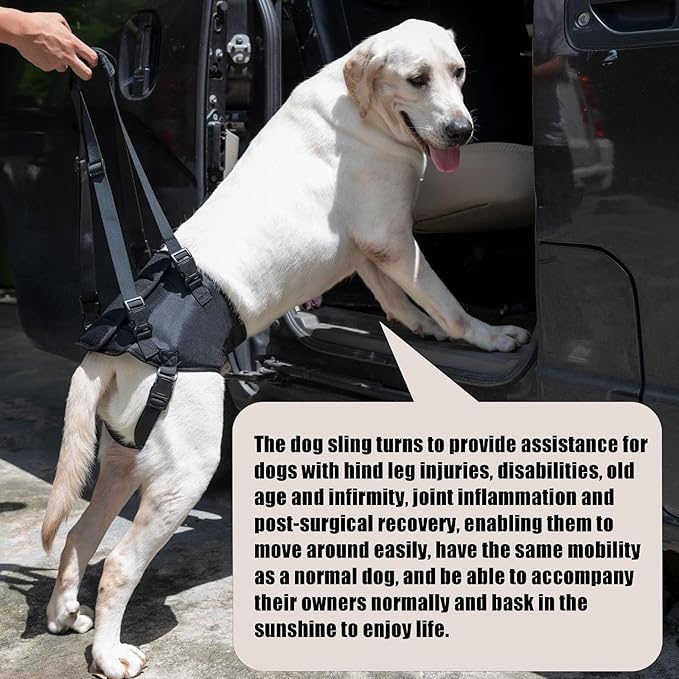 Dog Lift Harness for Dogs with Disabled Arthritis and Weak Back Legs, humanized Design with Comfortable Materials, Adjustable Back Legs and Straps, Suitable for Helping Dogs to Recover and Walk. (L)-PawvioPets