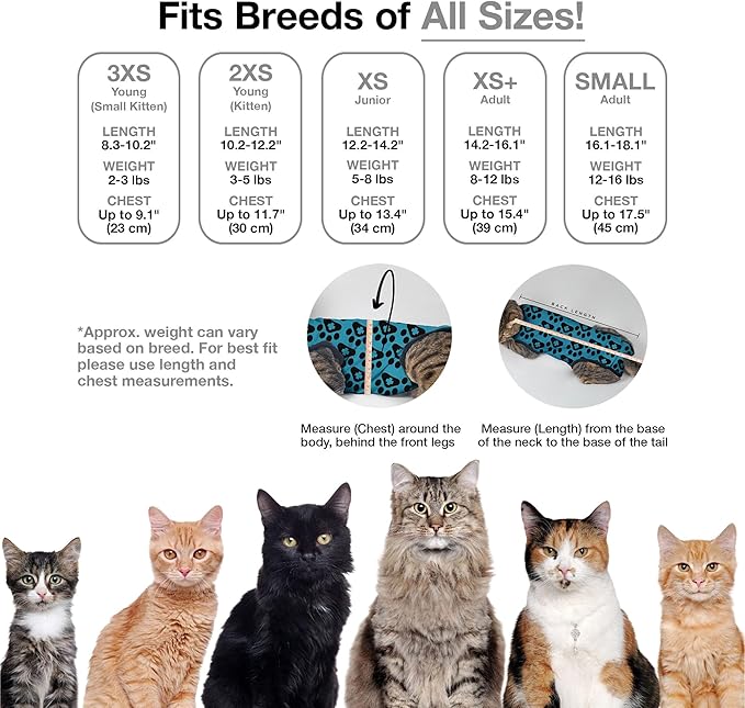 Bellyguard Cat Recovery Suit Female and Male, Comfy Onesie After Surgery, Kitten Clothes for Post-Op Care, Neuter and Spay Healing Outfits for Cats Only – Comfortable Kitten and Adult Cone Alternative-PawvioPets