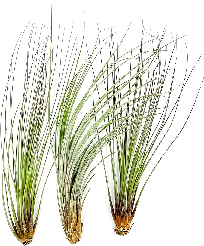 Air Plants - Tillandsia Juncea, Jumbo 8-12" - 3ct - Live Arrival Guaranteed - House Plants for Home Decor & Gift-PawvioPets