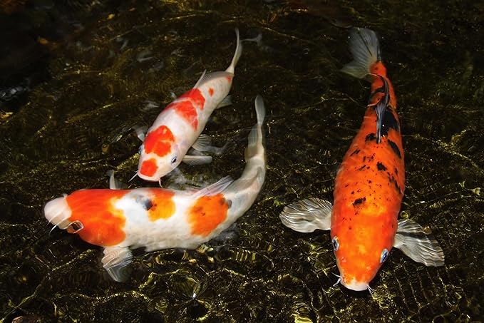 Aquatic Foods Inc. 12-Type Ultra Mix of 1mm, 2mm, 3mm Floating & Sinking California Blackworm and Intense Coloring Pellets for All Tropical Fish & Pond Fish…10oz Jar-PawvioPets