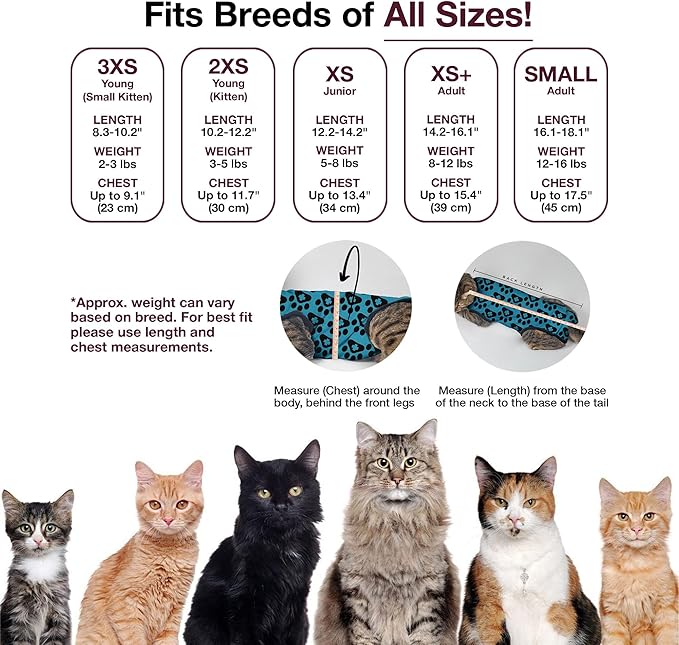 Bellyguard Cat Recovery Suit Female and Male, Comfy Onesie After Surgery, Kitten Clothes for Post-Op Care, Neuter and Spay Healing Outfits for Cats Only – Comfortable Kitten and Adult Cone Alternative-PawvioPets