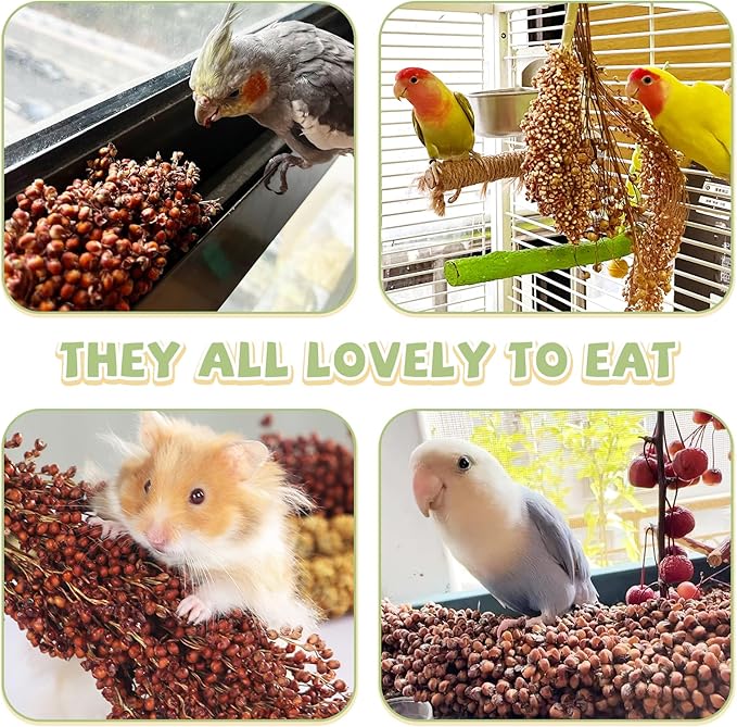 Fhiny Millet Spray for Birds, 6 PCS Natural Sun-Dried Red Sorghum Grain for Birds Seed Original Parrot Treats & Supplement Parakeet Food for Cockatiels Lovebirds Finches Budgies Pigeons Hamsters-PawvioPets