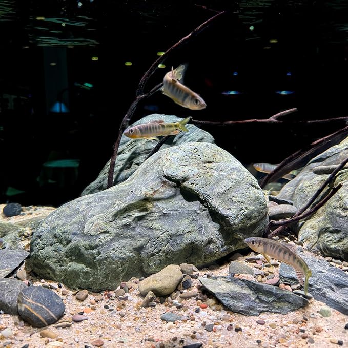 Aquarium Stone Green River Rock 40LB Rocks aquascaping Fish Tank Decor Rocks for Aquariums Fairy Gardens Model Railroads Dioramas Wargaming Mosaic Art（4-10inch / 7PCS）-PawvioPets