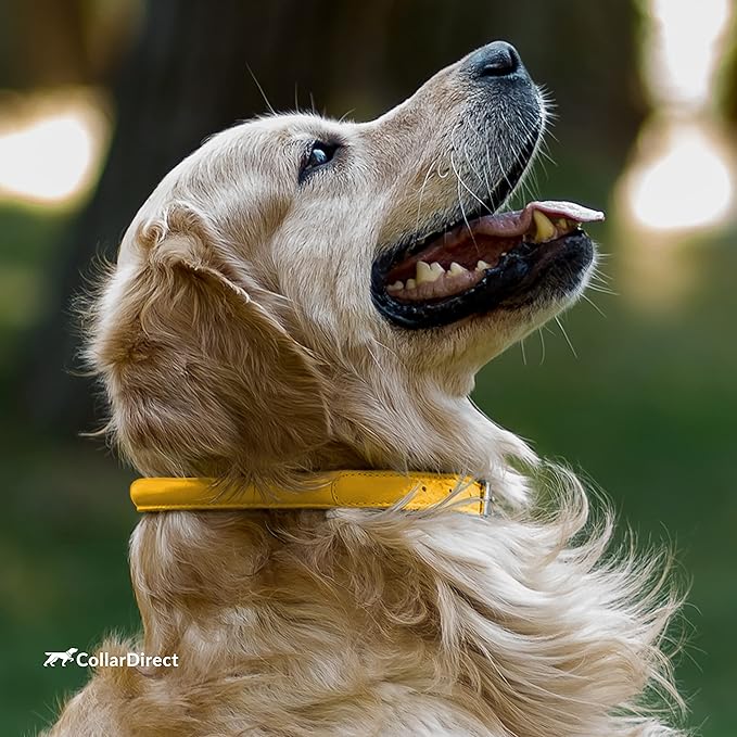 CollarDirect Rolled Leather Dog Collar, Soft Padded Round Puppy Collar, Handmade Genuine Leather Collar Dog Small Large Cat Collars 13 Colors (6-7 Inch, Yellow Textured)-PawvioPets