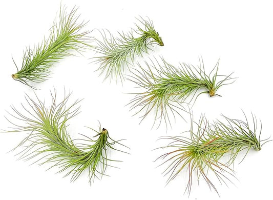 Air Plants - Tillandsia Funckiana, Large 5" - 5ct - Live Arrival Guaranteed - House Plants for Home Decor & Gift-PawvioPets