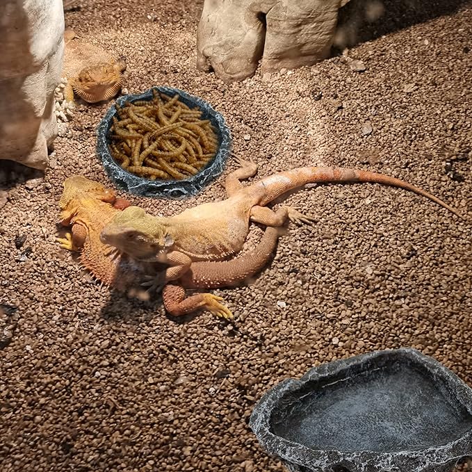 2 Pack Reptile Feeding Dish Corner Bowl, Reptile Water Dish Food Bowl Feeding Terrarium Bowls for Bearded Dragon Lizard Frog Gecko Tortoise Hermit Crab-PawvioPets