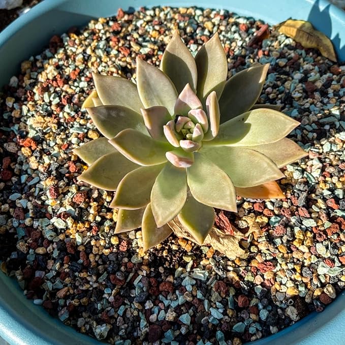 2.4lb Mix Horticultural Lava Rock Pebbles Pumice Potting Soil Amendment Succulent Cactus Bonsai Gritty Rock Decorative Gravel Plant Drainage Volcanic Rock for Aquarium Fairy Gardening Top Dressing-PawvioPets