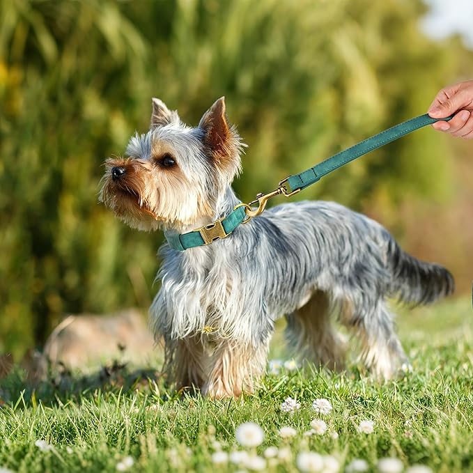 Didog Soft PU Leather Dog Collar, Stylish Quick Released Dog Collars for Small Dogs, Easy Clean Adjustable Pet Collar for Daily Walking, Green, S Fit 10-16" Neck-PawvioPets