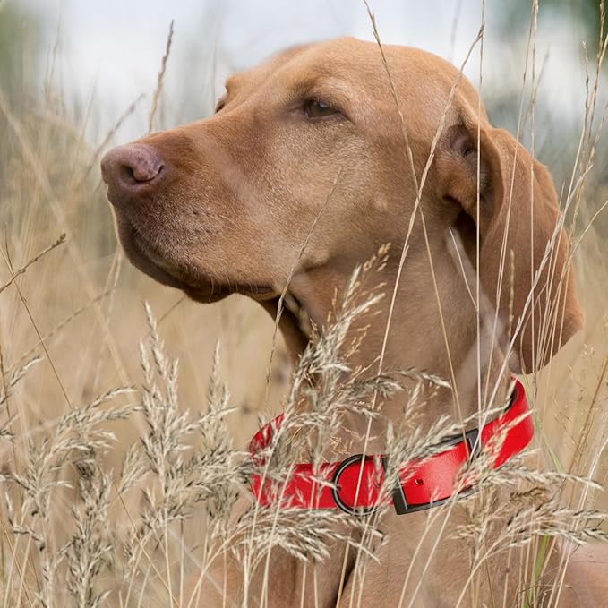 Dogline Biothane Waterproof Dog Collar Strong Coated Nylon Webbing with Black Hardware Odor- Proof for Easy Care Easy to Clean High Performance Fits Small Medium or Large Dogs, Cherry Red-PawvioPets