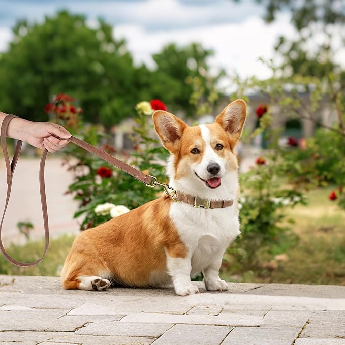 Didog Soft PU Leather Dog Collar, Stylish Quick Released Dog Collars for Medium Dogs, Easy Clean Adjustable Pet Collar for Daily Walking, Brown, M Fit 13-21" Neck-PawvioPets