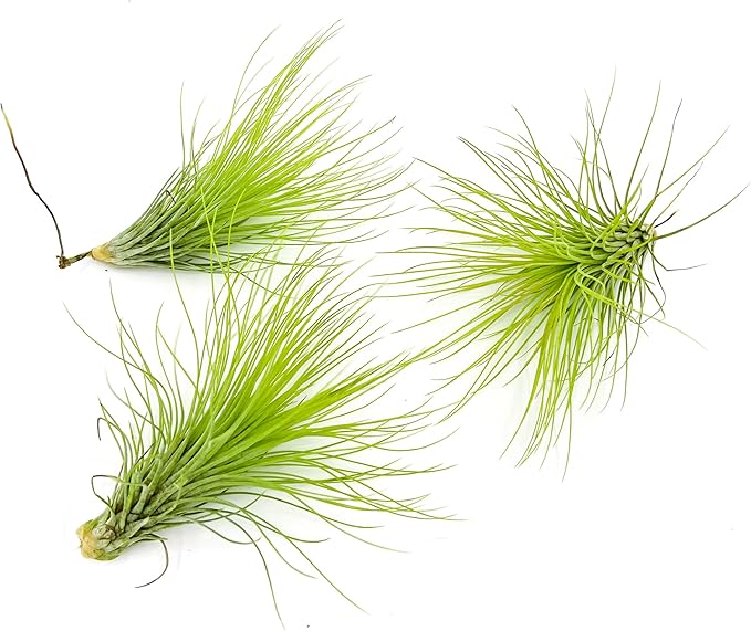 Air Plants - Tillandsia Andreana, Large 4-6" - 3ct - Live Arrival Gauranteed - House Plants for Home Decor & Gift-PawvioPets