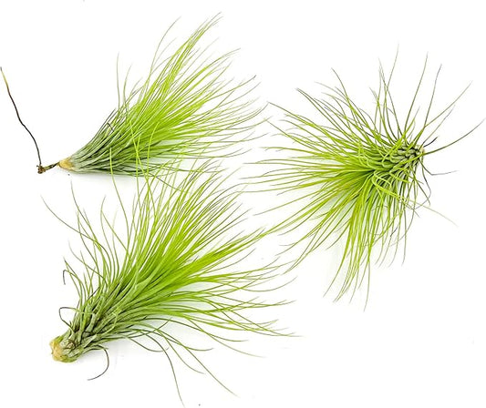 Air Plants - Tillandsia Andreana, Large 4-6" - 3ct - Live Arrival Gauranteed - House Plants for Home Decor & Gift-PawvioPets
