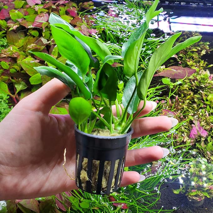 Anubias Live Aquarium Plants - Potted Freshwater Plant for Fish Tanks, Terrariums - Beginner Friendly Low Light (Nana, 5 Pots)-PawvioPets