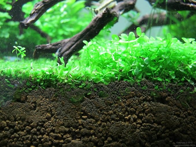 Foreground Potted Live Aquarium Plants | Freshwater Aquatic Plants for Aquariums (Potted Monte Carlo, 3 Pack)-PawvioPets