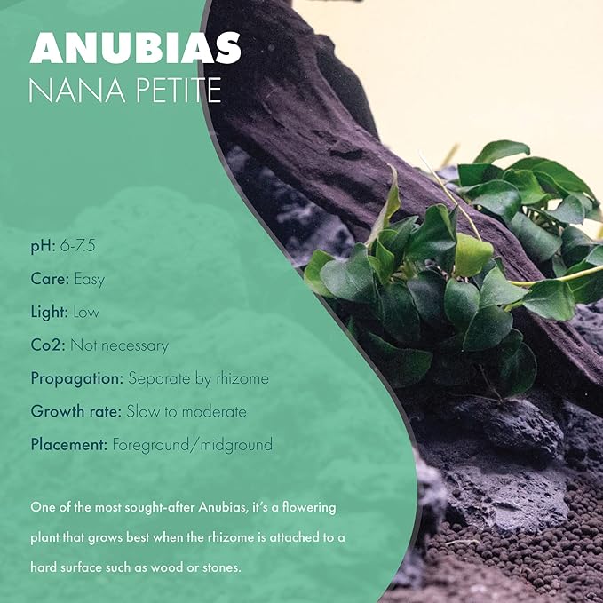 Anubias Live Aquarium Plants - Potted Freshwater Plant for Fish Tanks, Terrariums - Beginner Friendly Low Light (Nana Petite, 5 Pots)-PawvioPets