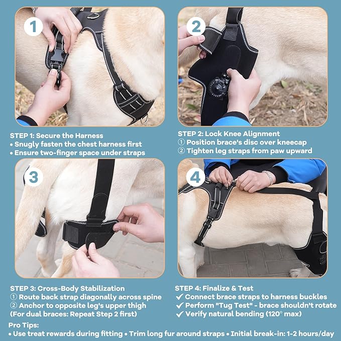 Dog Knee Brace with Adjustable Support – ACL & CCL Tear Recovery, Post-Surgery Stabilization, Mobility Aid for Rear Legs – Includes Secure Chest Harness for Dogs(Both Legs,M)-PawvioPets