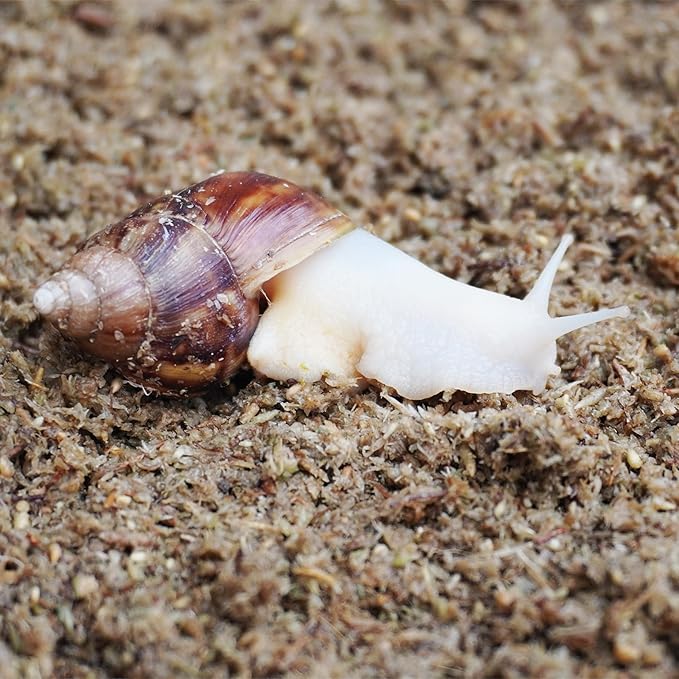 2 Quarts Organic Fiber Substrate for Pet Snail, Ideal Snail Terrarium Accessories for Retains Moisture-PawvioPets