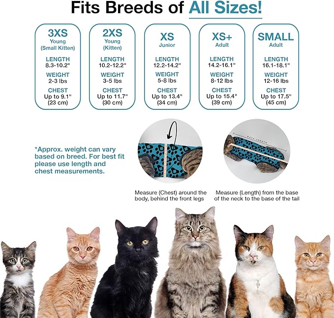 Bellyguard Cat Recovery Suit Female and Male, Comfy Onesie After Surgery, Kitten Clothes for Post-Op Care, Neuter and Spay Healing Outfits for Cats Only – Comfortable Kitten and Adult Cone Alternative-PawvioPets