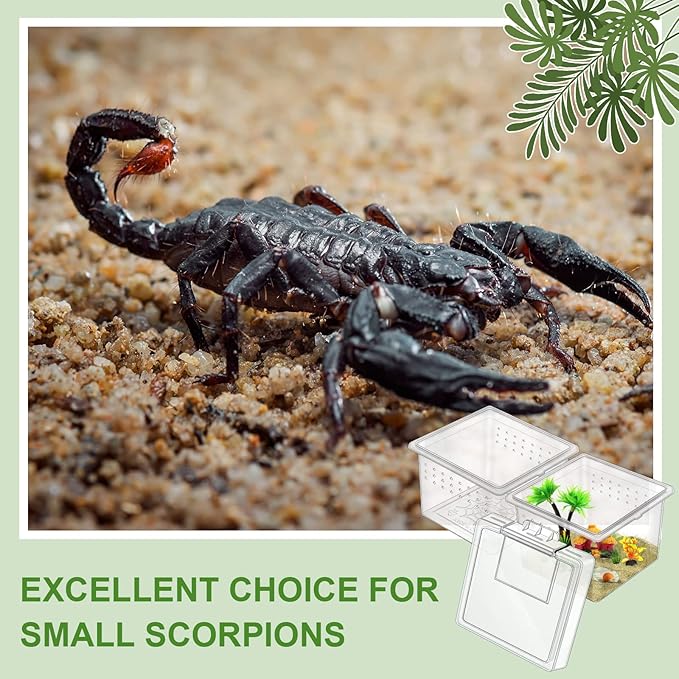 20 Pcs Insect Spider Terrariums Breeding Box Small Reptile Hatching Container Transparent Cricket Keeper Breeder Box Feeding Spider Cage with Lid for Scorpion Gecko Tortoise Centipede Tarantula-PawvioPets