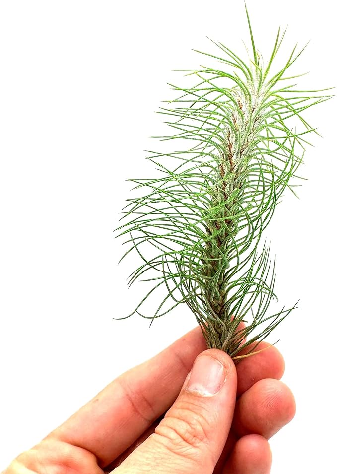 Air Plants - Colombian Tillandsia Funckiana, Large 5" - 1ct - Live Arrival Guaranteed - House Plants for Home Decor & Gift-PawvioPets