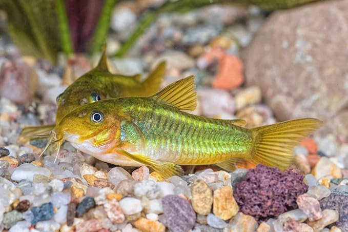 Aquatic Foods Inc. 12-Type Ultra Mix of 1mm, 2mm, 3mm Floating & Sinking California Blackworm and Intense Coloring Pellets for All Tropical Fish & Pond Fish...1/2-lb Bag-PawvioPets