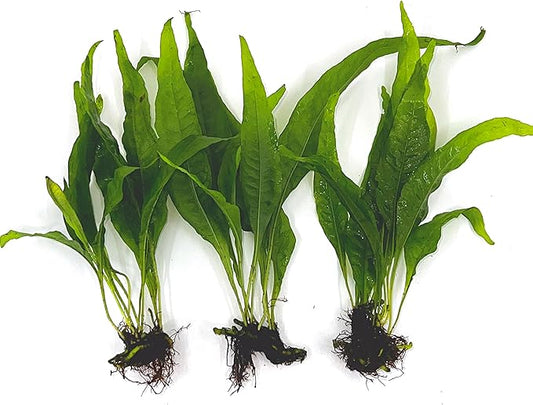 3 Aquatic Plants Bundle | Live Plants for Freshwater Aquariums (3 X Microsorum Java Fern Plants)-PawvioPets