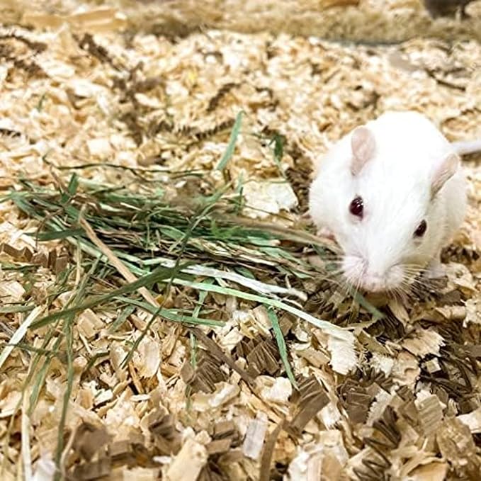 Blue Mountain Hay | Fresh Organic Meadow Hay (40 Ounce) | Mimics Natural Forage | High-Altitude Hay Pet Food for Rabbits, Guinea Pigs, Chinchillas, Hamsters, and Other Small Pets-PawvioPets