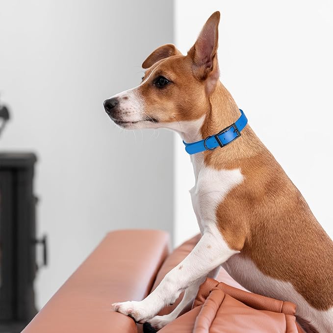 Dogline Biothane Waterproof Dog Collar Strong Coated Nylon Webbing with Black Hardware Odor- Proof for Easy Care Easy to Clean High Performance Fits Small Medium or Large Dogs, Cerulean Blue-PawvioPets