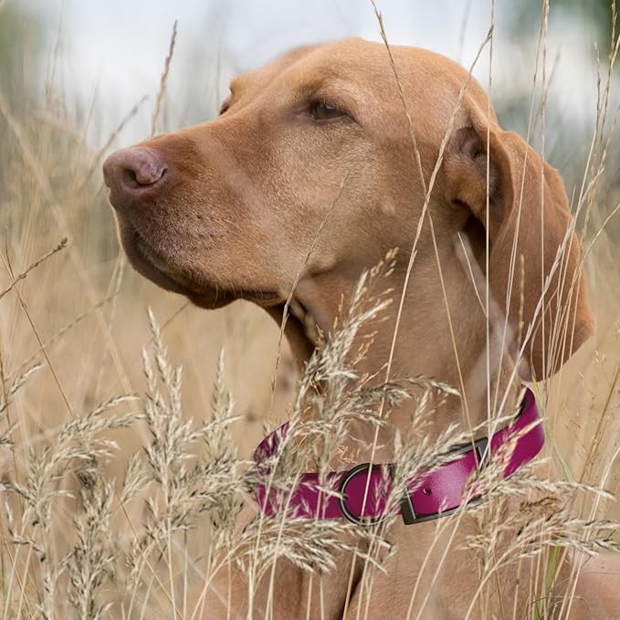 Dogline Biothane Waterproof Dog Collar Strong Coated Nylon Webbing with Black Hardware Odor- Proof for Easy Care Easy to Clean High Performance Fits Small Medium or Large Dogs, Magenta Pink-PawvioPets