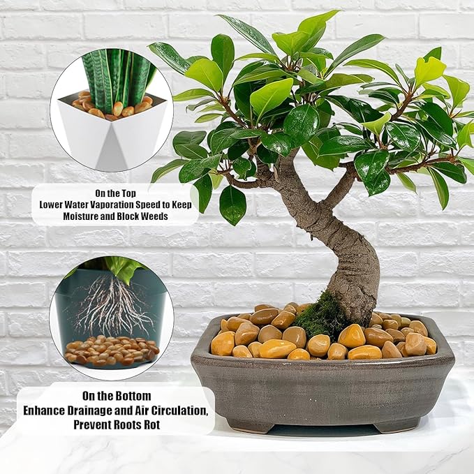 5 Lbs River Rocks for Plants,0.8-1.5 Inch Decorative Ornamental Pebbels, High Polished Stones for Garden Landscaping, Smooth Gravel Filler for Outdoor Plants, Succulents, Fish Tank and Vases, Yellow-PawvioPets