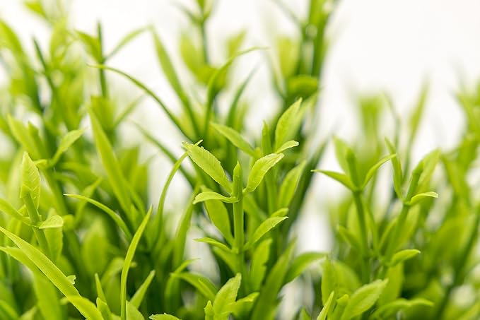 BEGONDIS Aquarium Decorations Fish Tank Artificial Green Water Plants Made of Soft Plastic-PawvioPets