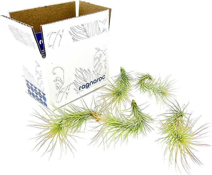Air Plants - Tillandsia Funckiana, Large 5" - 5ct - Live Arrival Guaranteed - House Plants for Home Decor & Gift-PawvioPets
