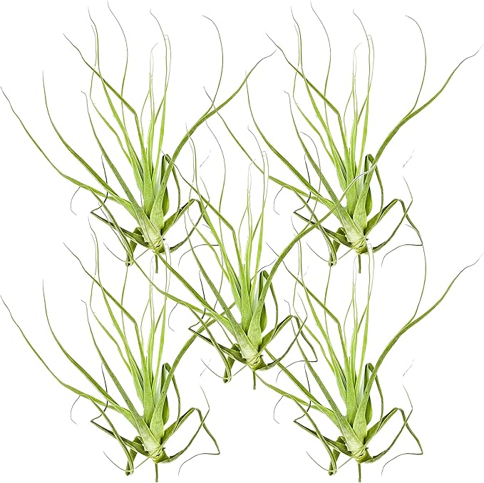 Air Plants - Tillandsia Straminea Jumbo 6-9" - 5ct - Live Arrival Guaranteed - House Plants for Home Decor & Gift-PawvioPets