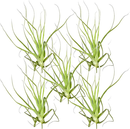 Air Plants - Tillandsia Straminea Jumbo 6-9" - 5ct - Live Arrival Guaranteed - House Plants for Home Decor & Gift-PawvioPets