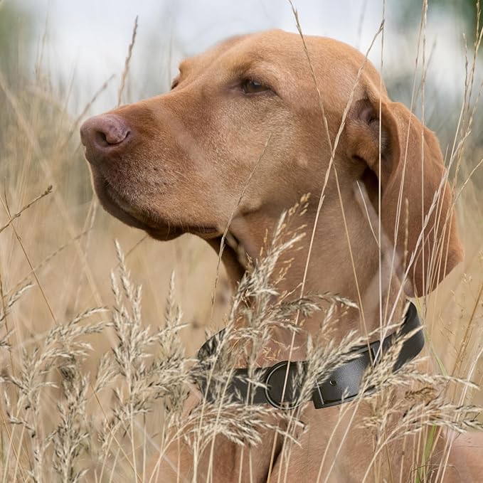 Dogline Biothane Waterproof Dog Collar Strong Coated Nylon Webbing with Black Hardware Odor- Proof for Easy Care Easy to Clean High Performance Fits Small Medium or Large Dogs, Black-PawvioPets