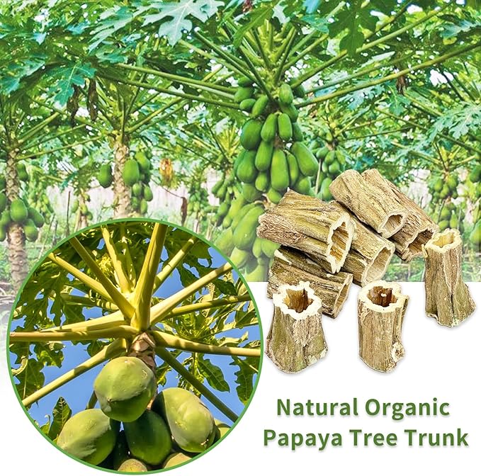 Fhiny Rabbit Chew Toys, 8 PCS 2" Natural Papaya Wood Chew Sticks Guinea Pig Treats for Dental Care Bunny Treats for Rabbits Small Pet Molar Snacks for Bunny Guinea Pig Chinchilla Hamster Gerbil-PawvioPets