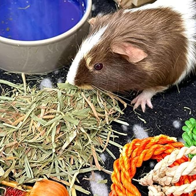 Blue Mountain Hay | Fresh Organic Meadow Hay (15 Ounce) | Mimics Natural Forage | High-Altitude Hay Pet Food for Rabbits, Guinea Pigs, Chinchillas, Hamsters, and Other Small Pets-PawvioPets