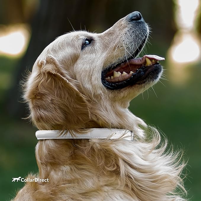 CollarDirect Rolled Leather Dog Collar, Soft Padded Round Puppy Collar, Handmade Genuine Leather Collar Dog Small Large Cat Collars 13 Colors (15-19 Inch, Beige Textured)-PawvioPets