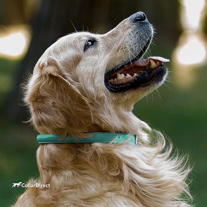 CollarDirect Rolled Leather Dog Collar, Soft Padded Round Puppy Collar, Handmade Genuine Leather Collar Dog Small Large Cat Collars 13 Colors (6-7 Inch, Mint Green Textured)-PawvioPets