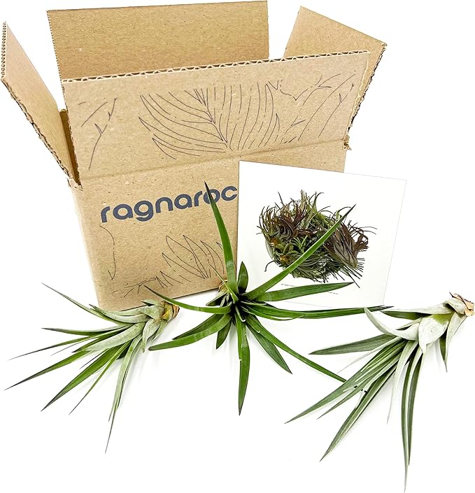 Air Plants - Tillandsia Fasciculata Tricolor, Large 4-6" - 3ct - Live Arrival Guaranteed - House Plants for Home Decor & Gift-PawvioPets
